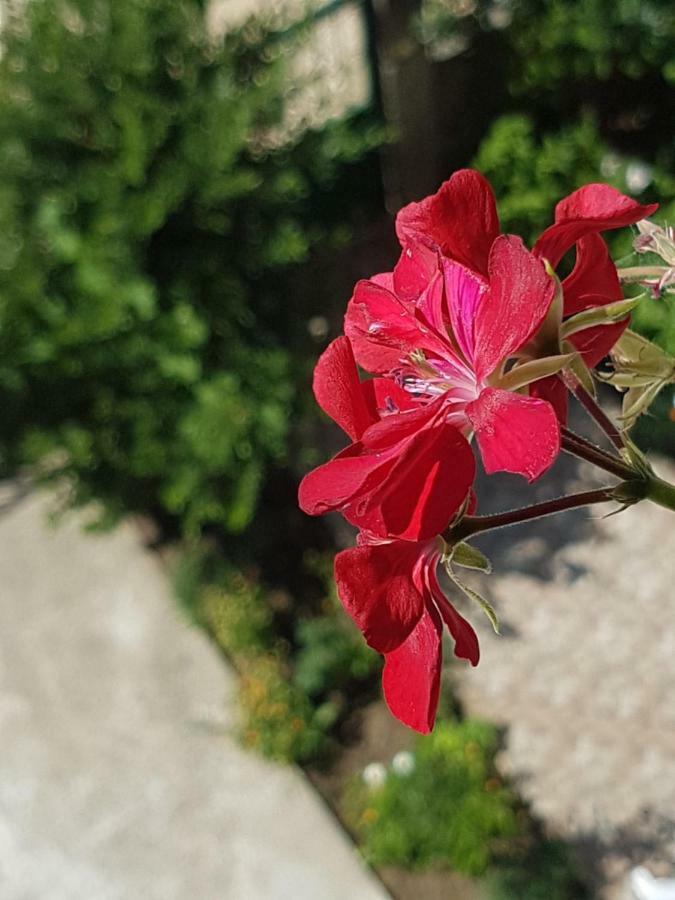 Hotel Villa Ago Πρεμετή Εξωτερικό φωτογραφία